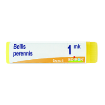 BELLIS PERENNIS MK GLOBULI