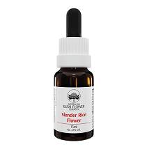 BLUE CHINA ORCHID 15ML AUST