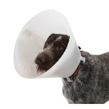 Collare Elisabetta Classic 7,5 Cm (Buster Dog Collar 7.5 Cm) Minsan 902188729