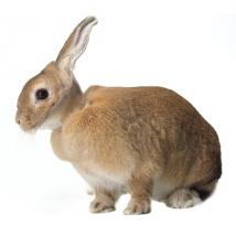 Collare Elisabetta Conigli 10 Pz (Buster Rabbit Collar)
