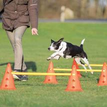 Dog Activity Set di Ostacoli 4 Coni e 2 Aste - TX32092