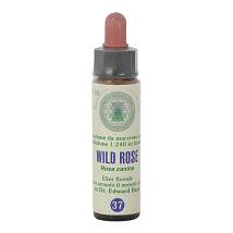 FIORI DI BACH 37 WILD ROSE GTT