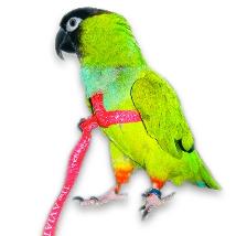 Pettorina Pappagalli Grandi L 600-1000Gr Verde Aviator