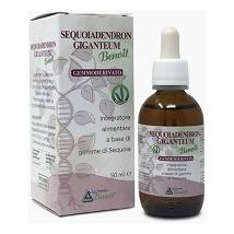 SEQUOIA DENDR GIG GEMMOD 50ML