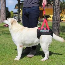 Sospensore Poster Tg.S+ Circonferenza Cosica 25Cm