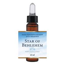 STAR OF BETHLEHEM FIORI MEDITE