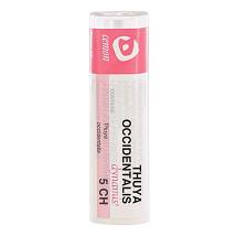 THUYA OCCIDENT 5CH GR