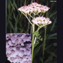 TSA ACHILLEA MILLEFOGLIE 50ML