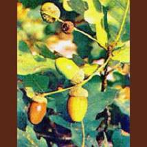 TSA QUERCUS ROBUR 50ML