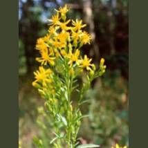 TSA SOLIDAGO VIRGAUREA 50ML